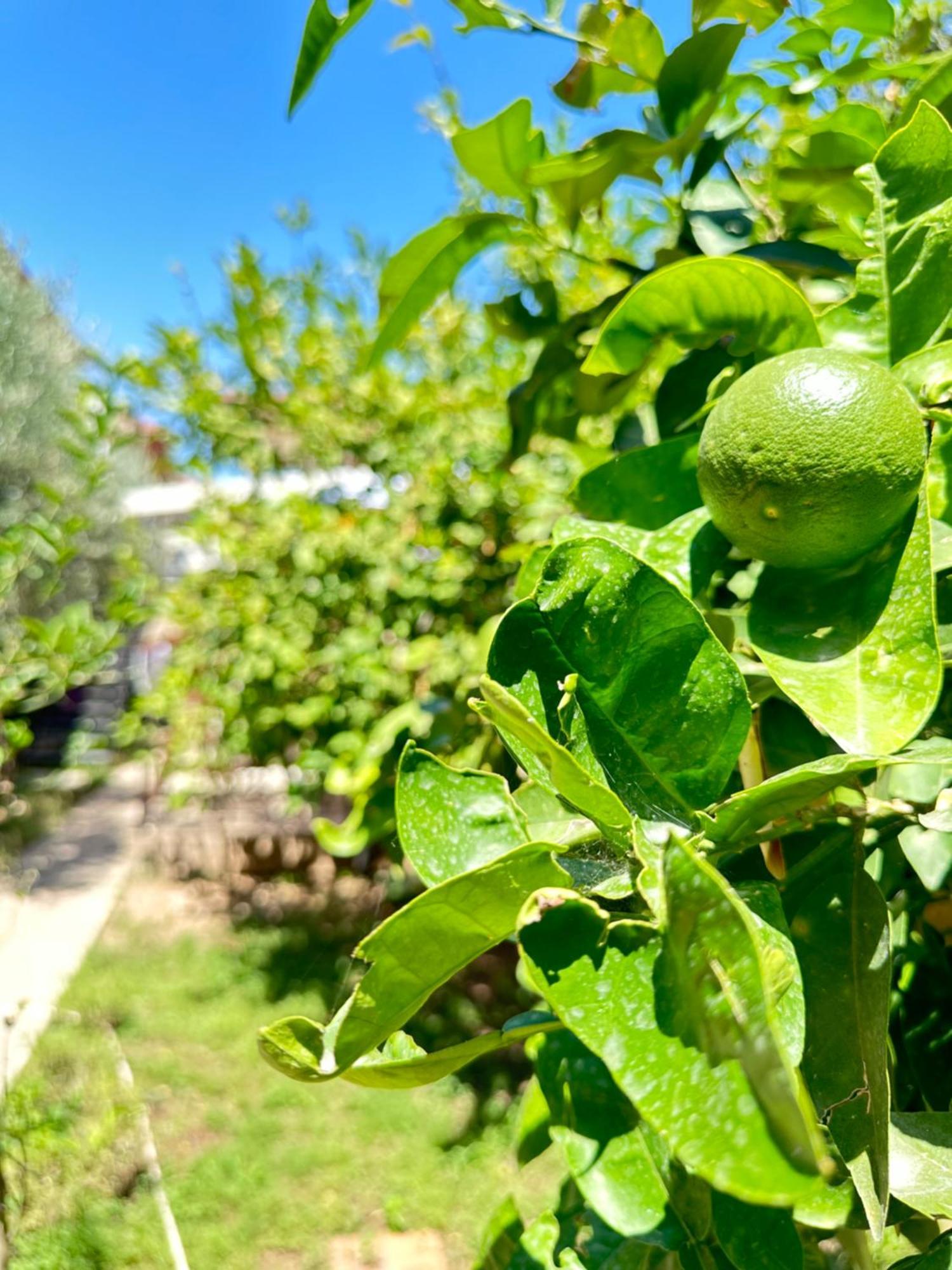 Kaleici Aparts Antalya Villa Exteriör bild